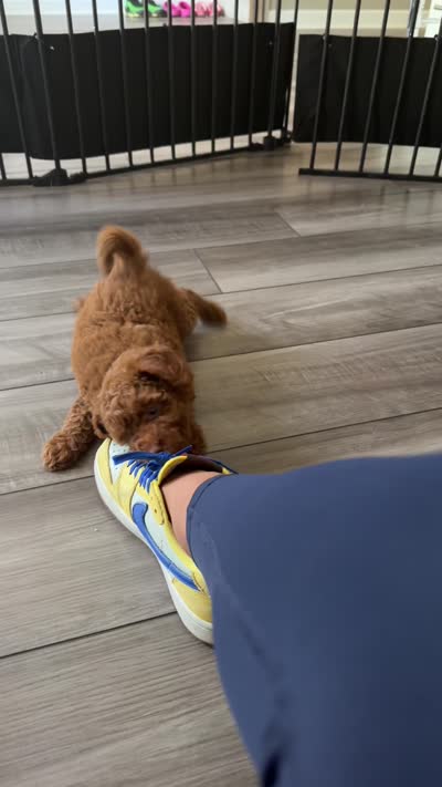 Nutella, a female Poodle - Miniature  for sale in Fort Mill, SC – 7 of 7