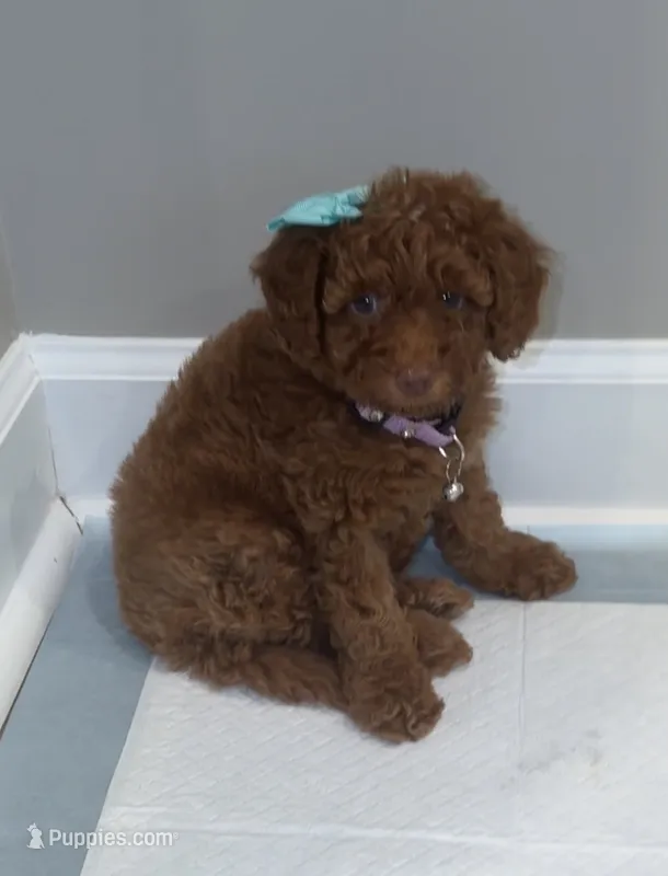 Nutella – Poodle - Miniature  puppy for sale in Fort Mill, SC