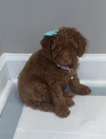 Nutella, a female Poodle - Miniature  for sale in Fort Mill, SC – 1 of 7