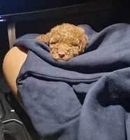 Nutella, a female Poodle - Miniature  for sale in Fort Mill, SC – 2 of 7
