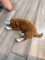 Nutella, a female Poodle - Miniature  for sale in Fort Mill, SC – 6 of 7