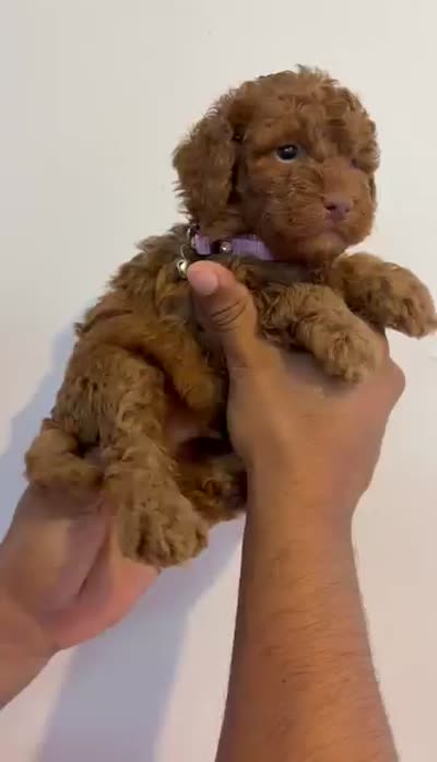Nutella, a female Poodle - Miniature  for sale in Fort Mill, SC – 3 of 7
