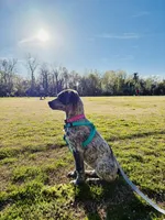 Alani, a female Lancashire Heeler and German Shorthaired Pointer for sale in Fredericksburg, VA – Photo 4 of 4
