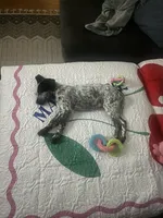 Alani, a female Lancashire Heeler and German Shorthaired Pointer for sale in Fredericksburg, VA – Photo 3 of 4