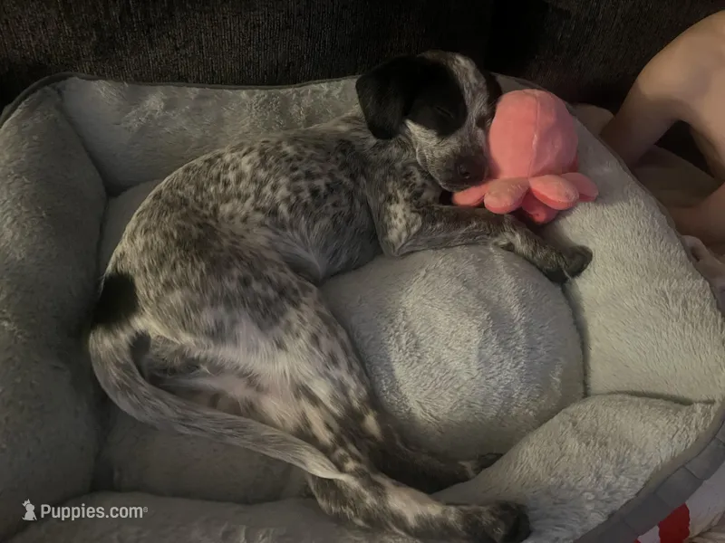 Alani – Lancashire Heeler, German Shorthaired Pointer puppy for sale in Fredericksburg, VA