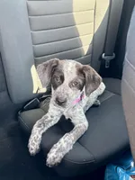 Alani, a female Lancashire Heeler and German Shorthaired Pointer for sale in Fredericksburg, VA – Photo 2 of 4