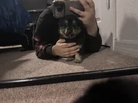 Pomchi, a male Chihuahua and Pomeranian for sale in Sanford, FL – 6 of 10