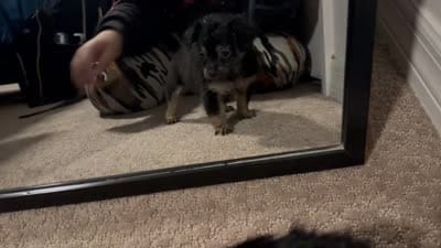 Pomchi, a male Chihuahua and Pomeranian for sale in Sanford, FL – 10 of 10
