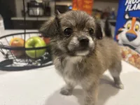 Pomchi, a male Chihuahua and Pomeranian for sale in Sanford, FL – 3 of 10