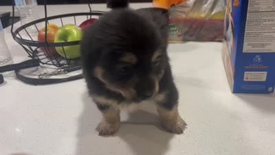 Pomchi, a male Chihuahua and Pomeranian for sale in Sanford, FL – 9 of 10