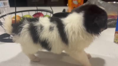 Pomchi, a male Chihuahua and Pomeranian for sale in Sanford, FL – 8 of 10