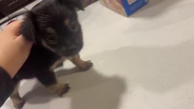 Pomchi, a male Chihuahua and Pomeranian for sale in Sanford, FL – 7 of 10