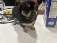 Pomchi, a male Chihuahua and Pomeranian for sale in Sanford, FL – 5 of 10