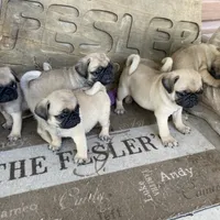 processed/41c70dcd-98a8-4962-9ec7-9160f60a6a86/facility/eb001ad9-a6d9-4c1e-99e0-1de5956da508