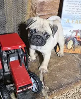 AKC Male, a male Pug for sale in Barry, IL – 2 of 7