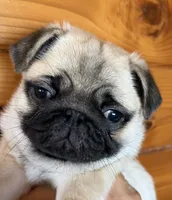 Fawn female , a female Pug for sale in Barry, IL – 4 of 9
