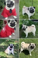 Fawn female , a female Pug for sale in Barry, IL – 6 of 9