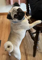 Fawn AKC male , a male Pug for sale in Barry, IL – Photo 6 of 8