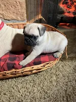 Fawn AKC male , a male Pug for sale in Barry, IL – Photo 2 of 8