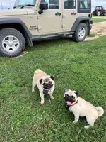 Fawn AKC male , a male Pug for sale in Barry, IL – Photo 8 of 8