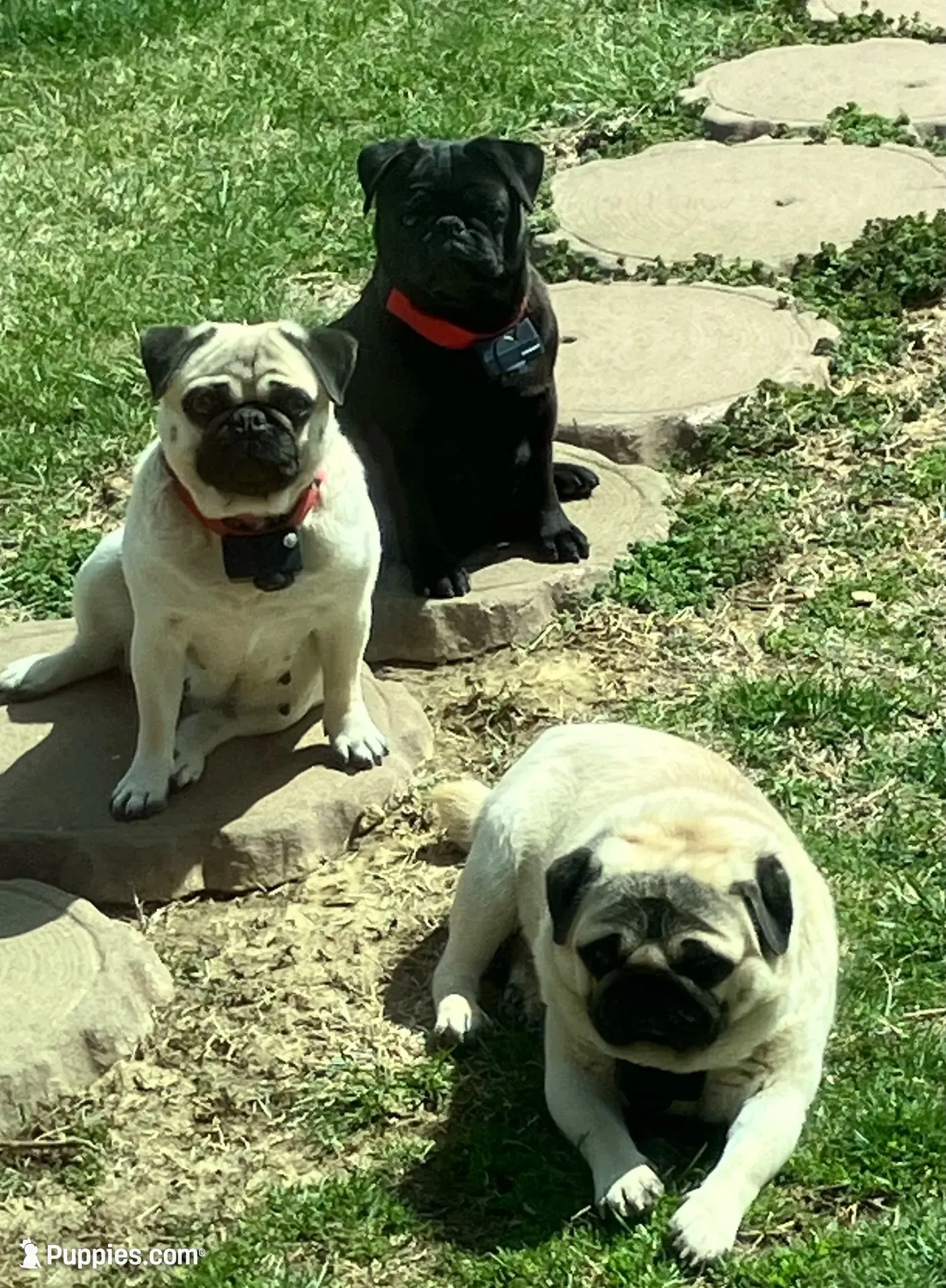 Fawn female , a female Pug for sale in Barry, IL – 9 of 9