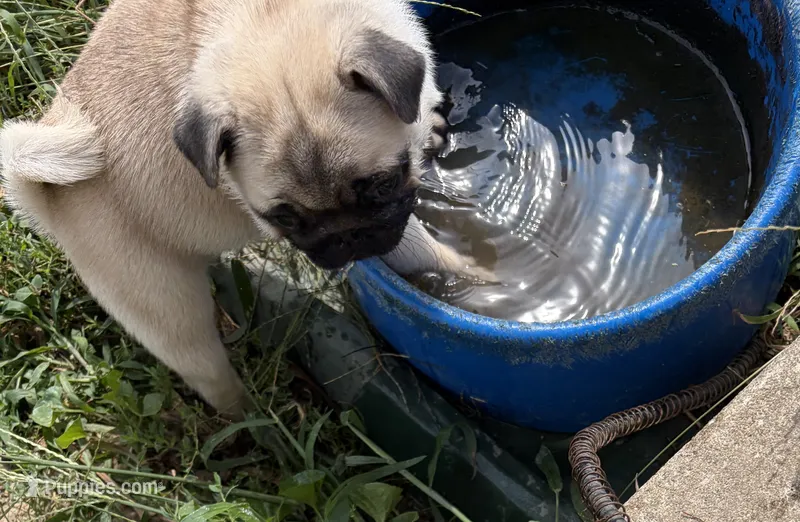 Fawn female  – Pug puppy for sale in Barry, IL