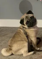 Retired Male, a male Pug for sale in Barry, IL – Photo 2 of 3