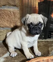 Male AKC, a male Pug for sale in Barry, IL – Photo 3 of 6