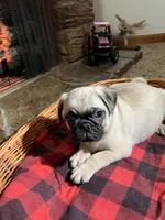 Male AKC, a male Pug for sale in Barry, IL – Photo 4 of 6