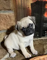 Male AKC, a male Pug for sale in Barry, IL – Photo 1 of 6