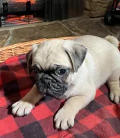 Male AKC, a male Pug for sale in Barry, IL – Photo 2 of 6