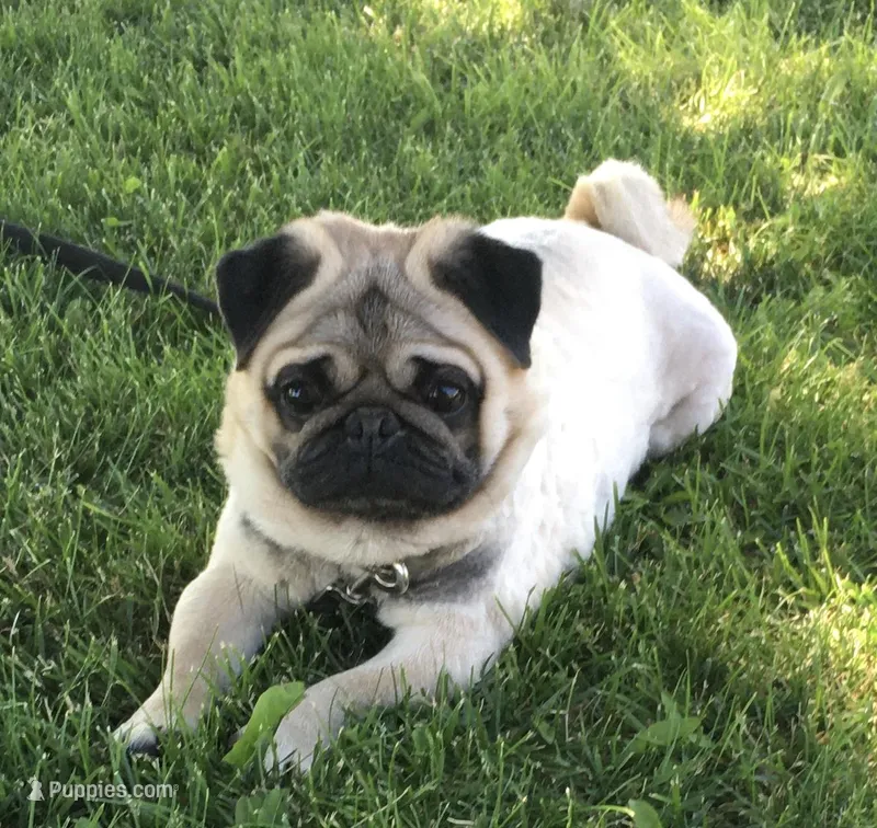 Retired Male, a male Pug for sale in Barry, IL – Photo 1 of 3