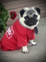 Male AKC, a male Pug for sale in Barry, IL – Photo 5 of 6