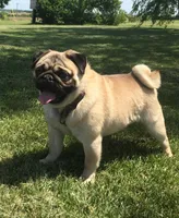 Retired Male, a male Pug for sale in Barry, IL – Photo 3 of 3