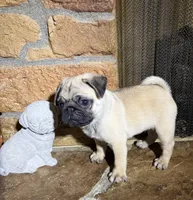 AKC Male, a male Pug for sale in Barry, IL – 3 of 7