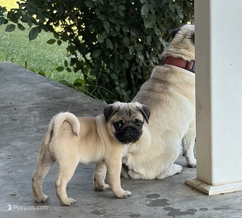 AKC Male – Pug puppy for sale in Barry, IL
