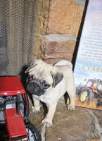 AKC Male, a male Pug for sale in Barry, IL – 4 of 7