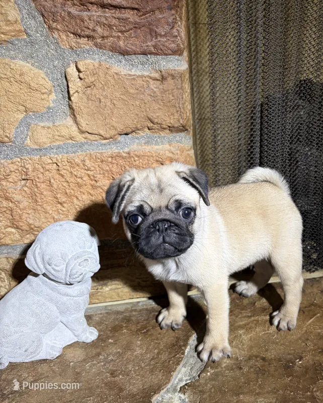 AKC Male – Pug puppy for sale in Barry, IL