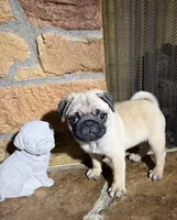 AKC Male, a male Pug for sale in Barry, IL – 1 of 7