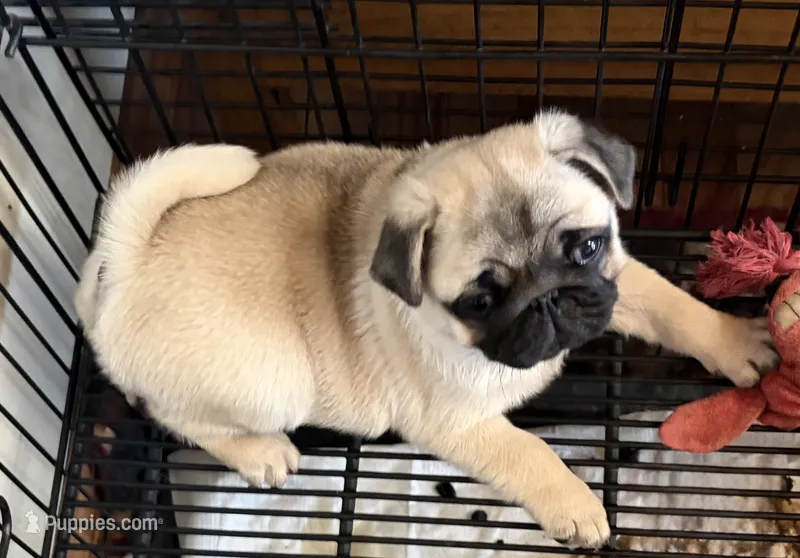Fawn female  – Pug puppy for sale in Barry, IL