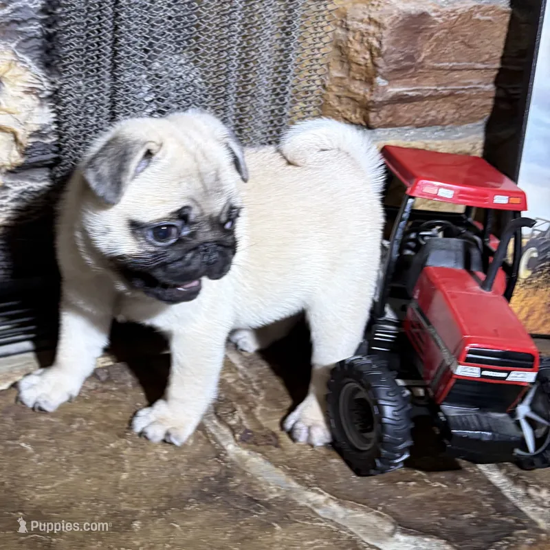 Fawn female  – Pug puppy for sale in Barry, IL