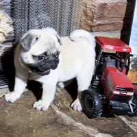 Fawn female , a female Pug for sale in Barry, IL – 1 of 9
