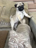 AKC Male, a male Pug for sale in Barry, IL – 5 of 7