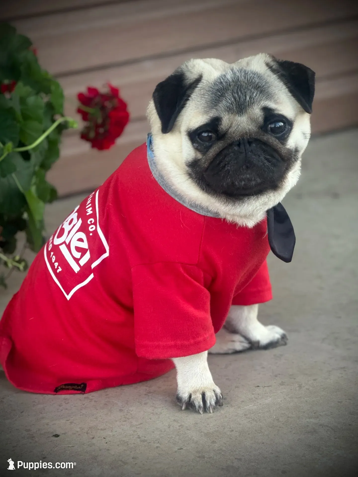 AKC Male, a male Pug for sale in Barry, IL – 6 of 7