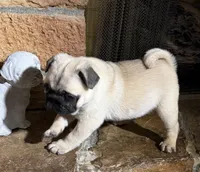 Fawn female , a female Pug for sale in Barry, IL – 2 of 9