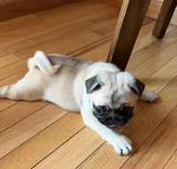 Fawn female , a female Pug for sale in Barry, IL – 3 of 9