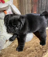 AKC black, a female Pug for sale in Barry, IL – Photo 3 of 6