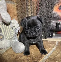 AKC black, a female Pug for sale in Barry, IL – Photo 1 of 6