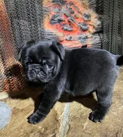 AKC black, a female Pug for sale in Barry, IL – Photo 2 of 6