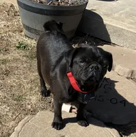 AKC black, a female Pug for sale in Barry, IL – Photo 5 of 6